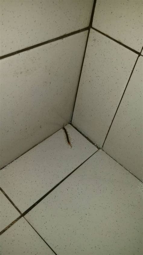 家裡常見蜈蚣 廁所位置風水